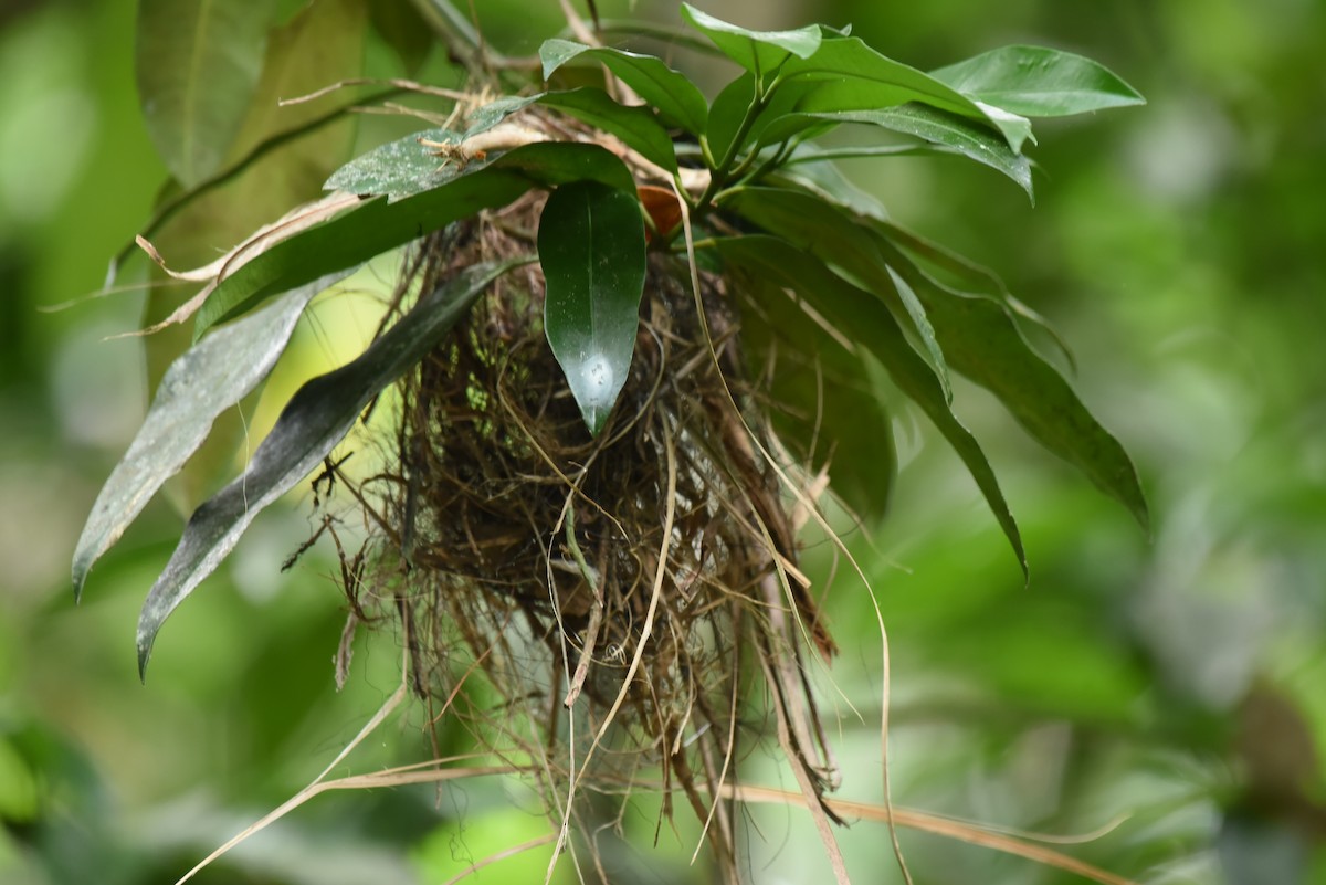 Eye-ringed Flatbill - Bruce Mast