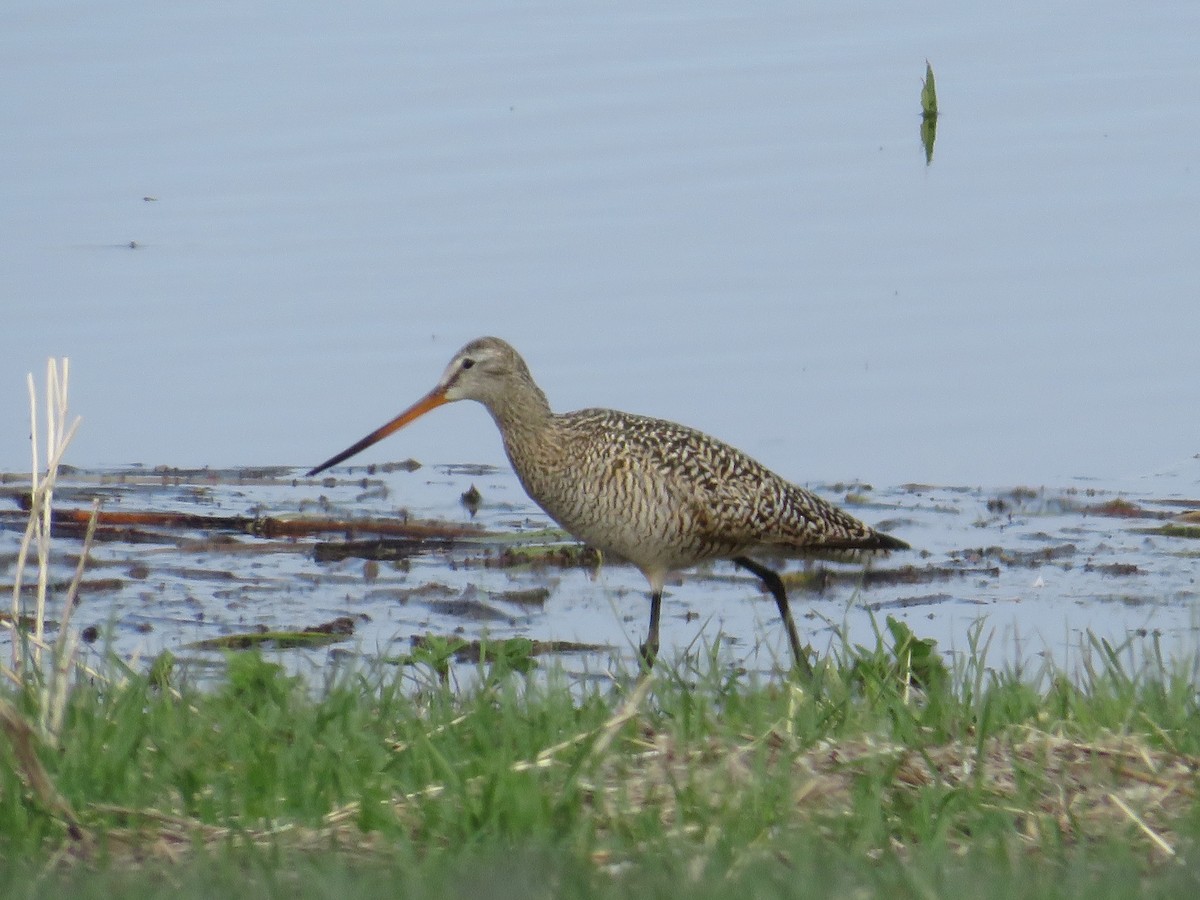 Marbled Godwit - Dennis Kuchar