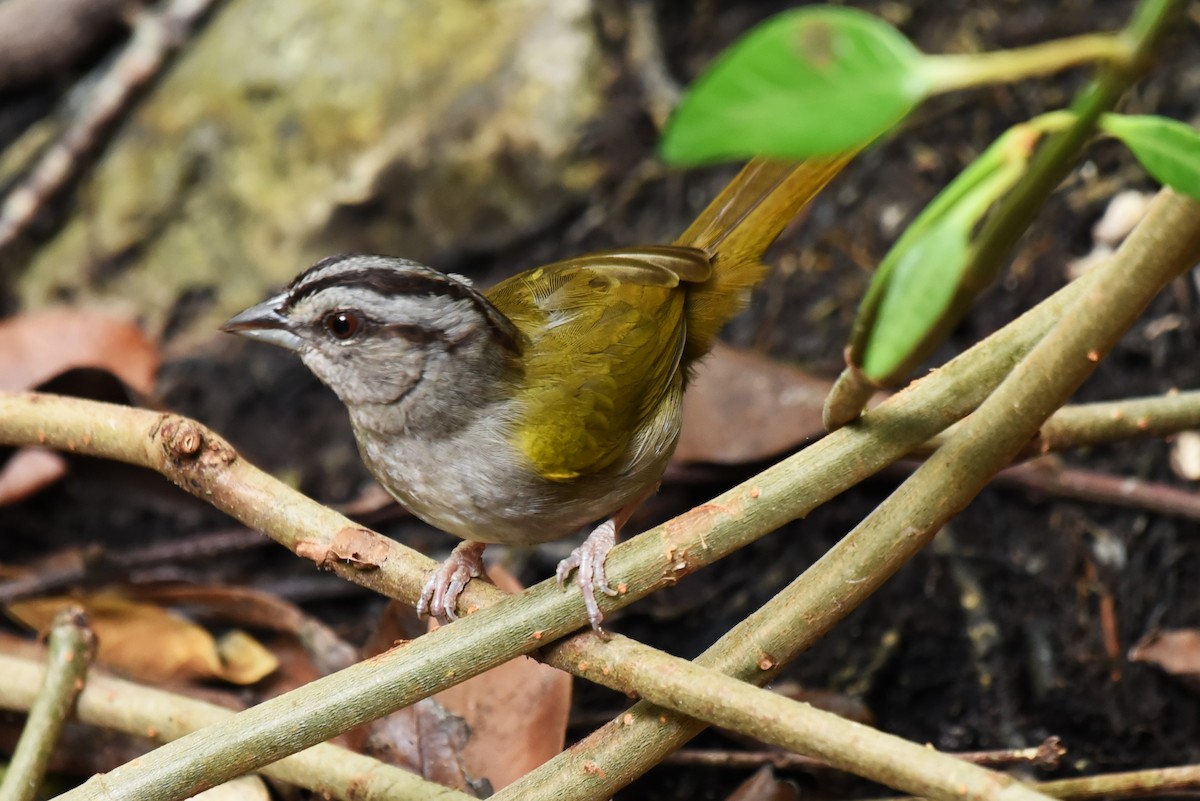Green-backed Sparrow - Bruce Mast