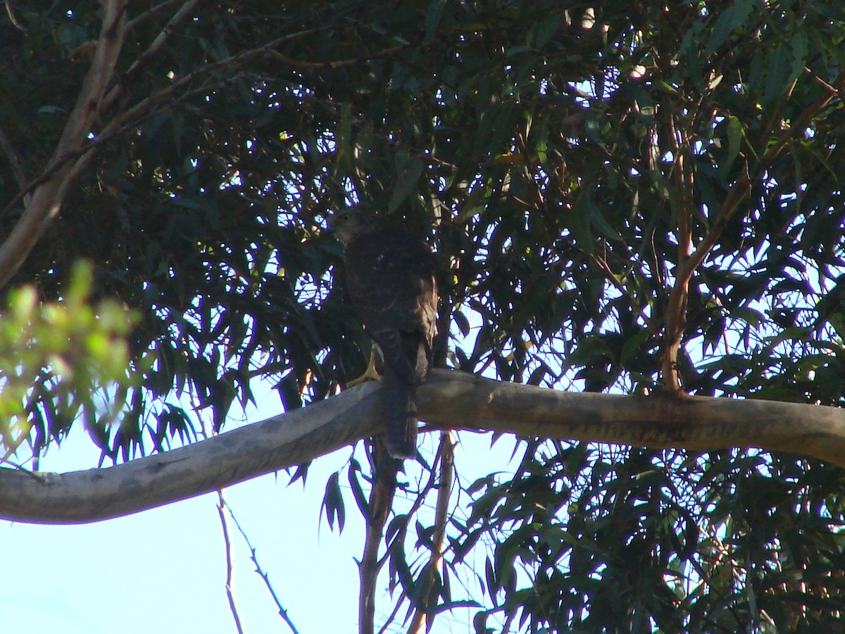 Collared Sparrowhawk - ML619603497