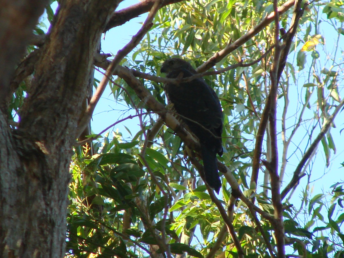 Collared Sparrowhawk - ML619603498