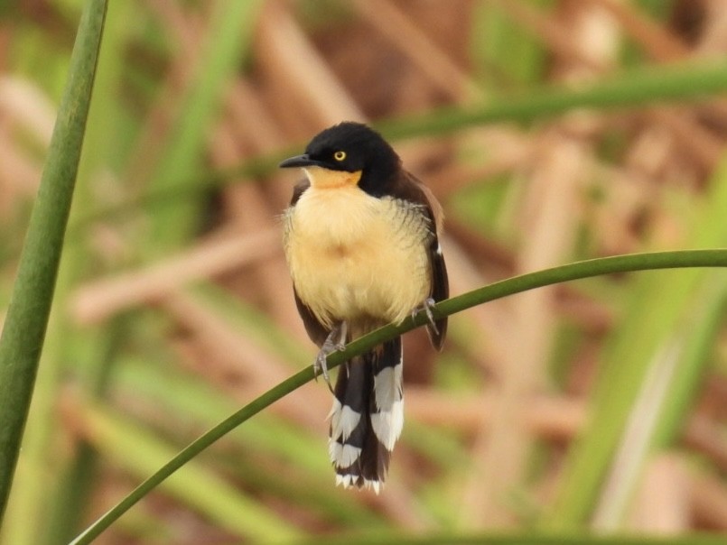 Black-capped Donacobius - ML619603500