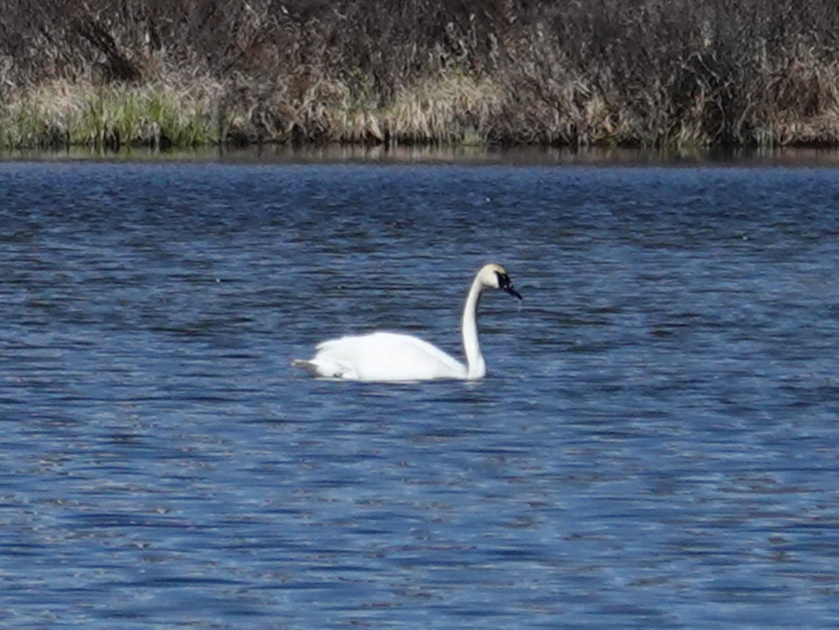 Trumpeter Swan - Barry Reed