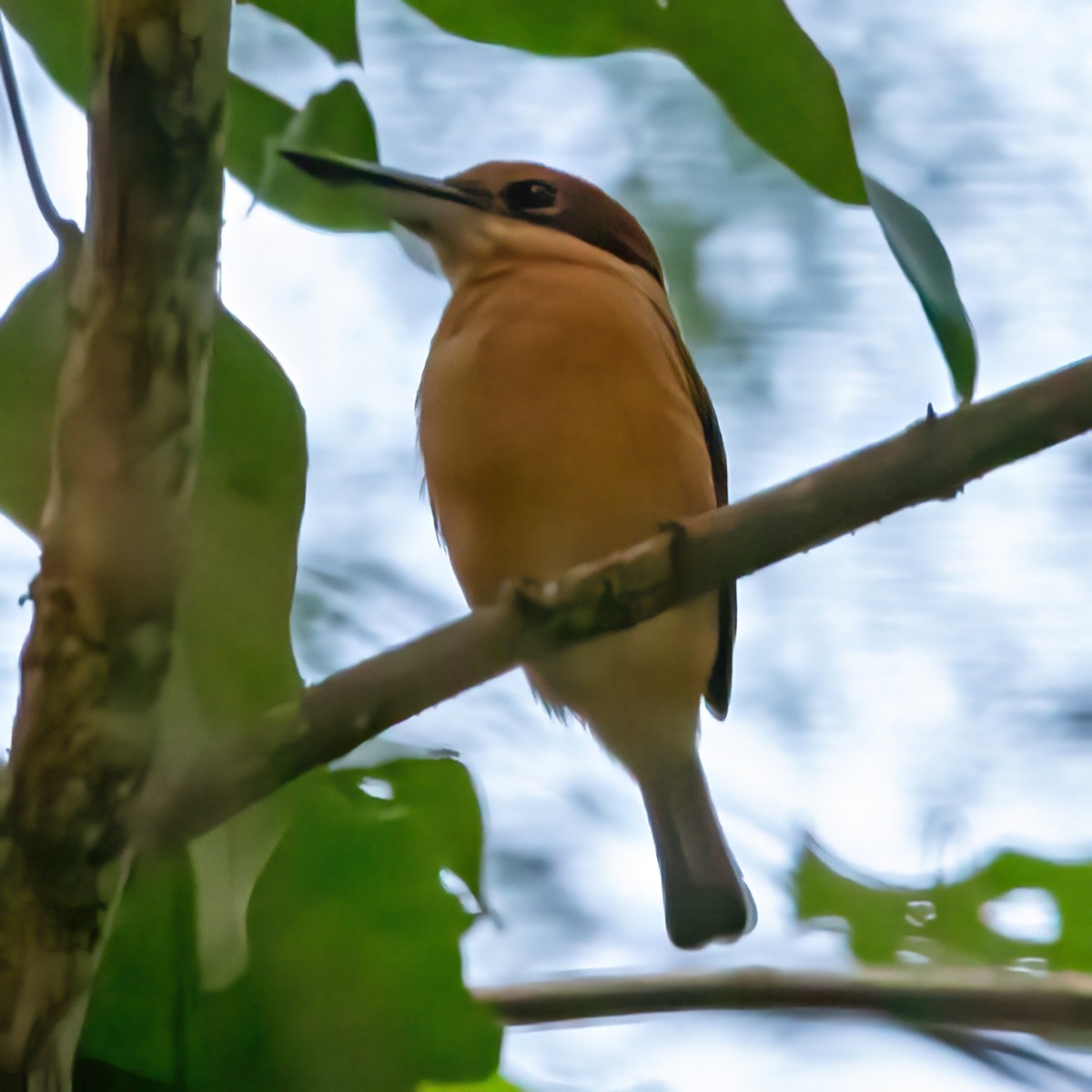 Cinnamon-banded Kingfisher - José Teixeira
