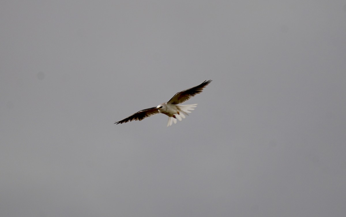 White-tailed Kite - ML619603511