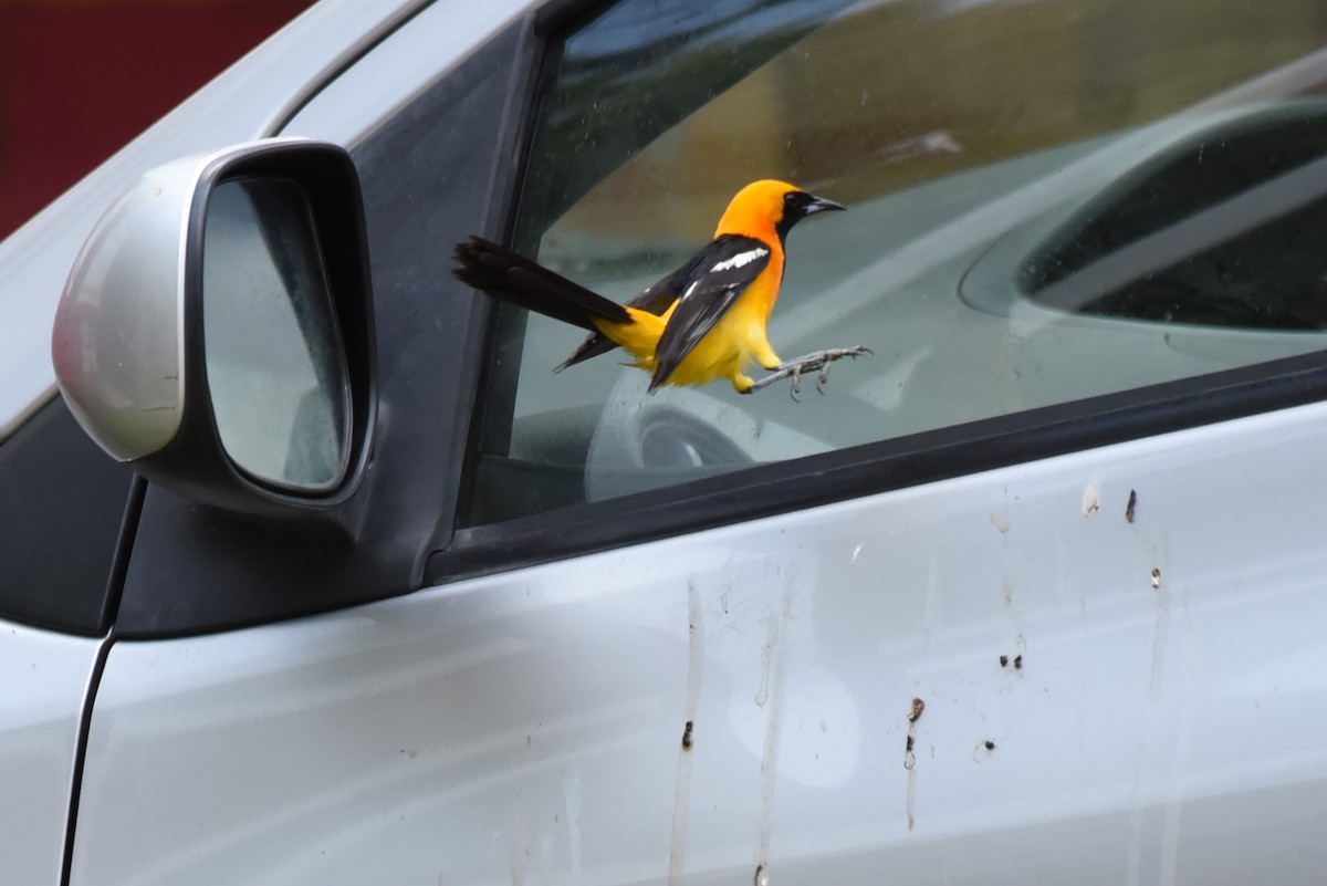 Hooded Oriole - Bruce Mast