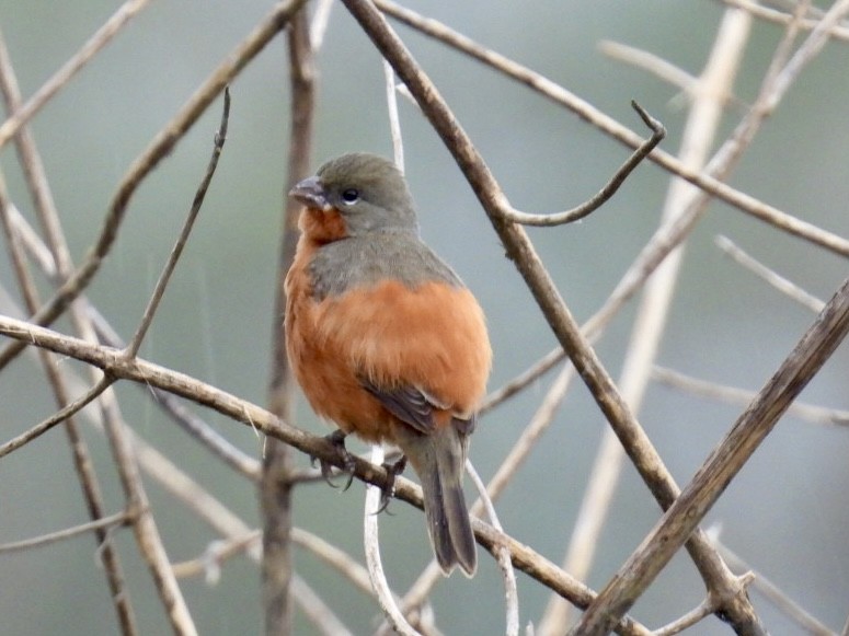 Ruddy-breasted Seedeater - Tiffany Erickson