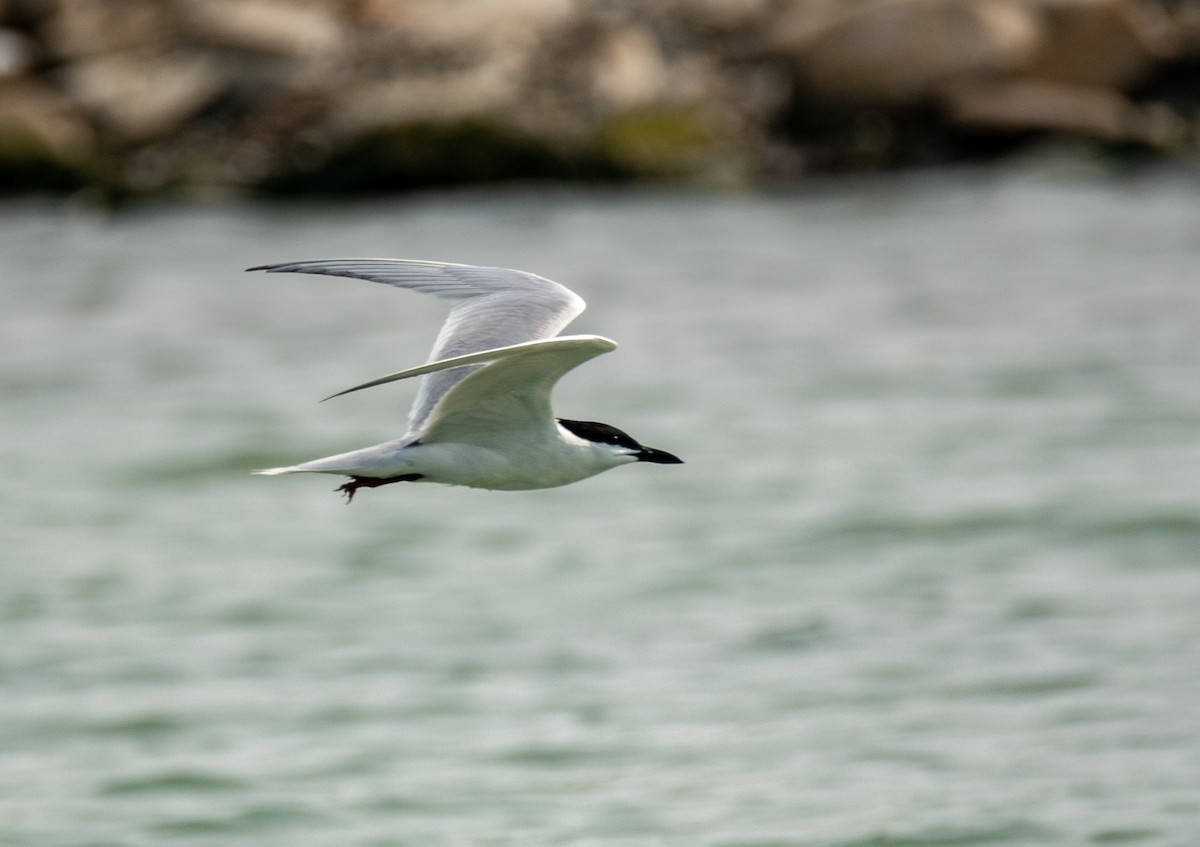 Gull-billed Tern - Leonardo Guzmán (Kingfisher Birdwatching Nuevo León)