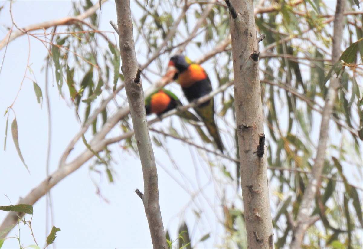 Rainbow Lorikeet - Monica Mesch