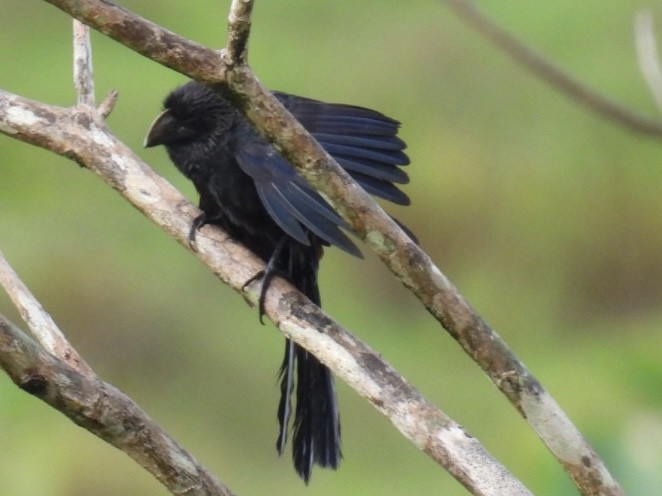 Smooth-billed Ani - ML619603528