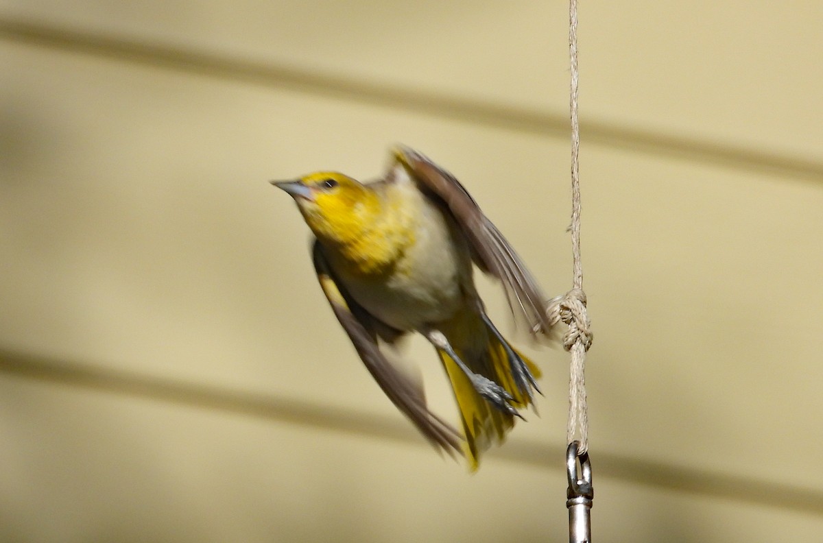 Bullock's Oriole - Tresa Moulton