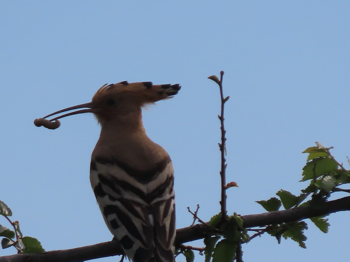 Eurasian Hoopoe - Doug Kibbe