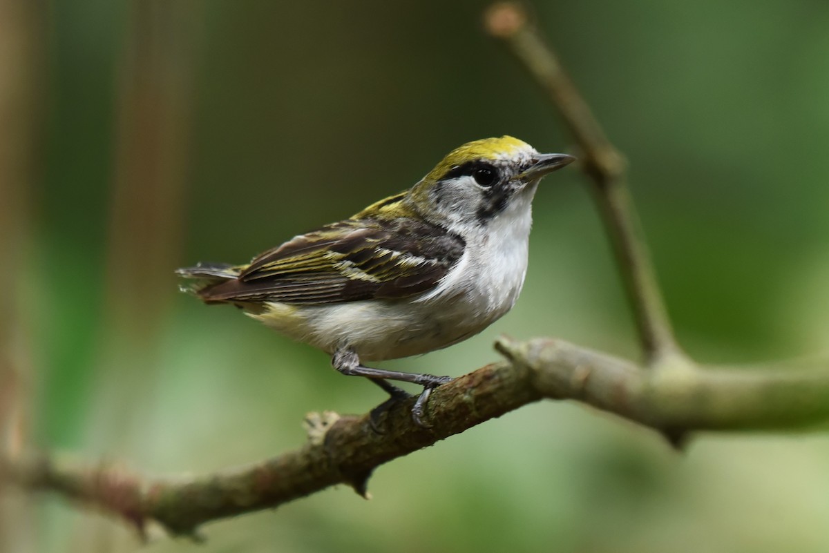 Chestnut-sided Warbler - Bruce Mast