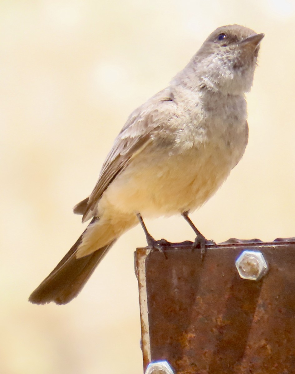 Say's Phoebe - Don Witter