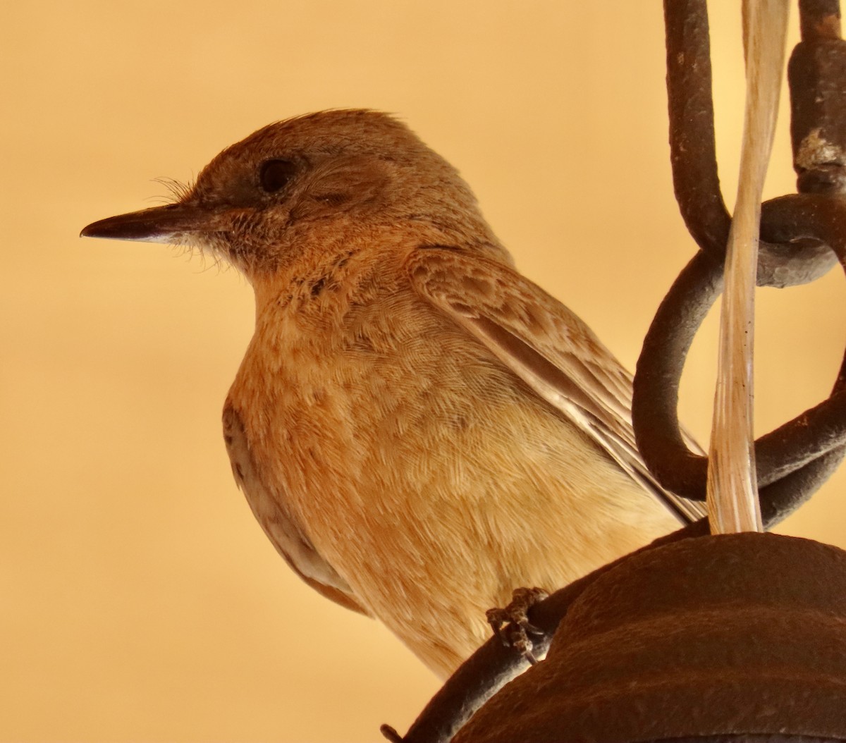 Say's Phoebe - Don Witter