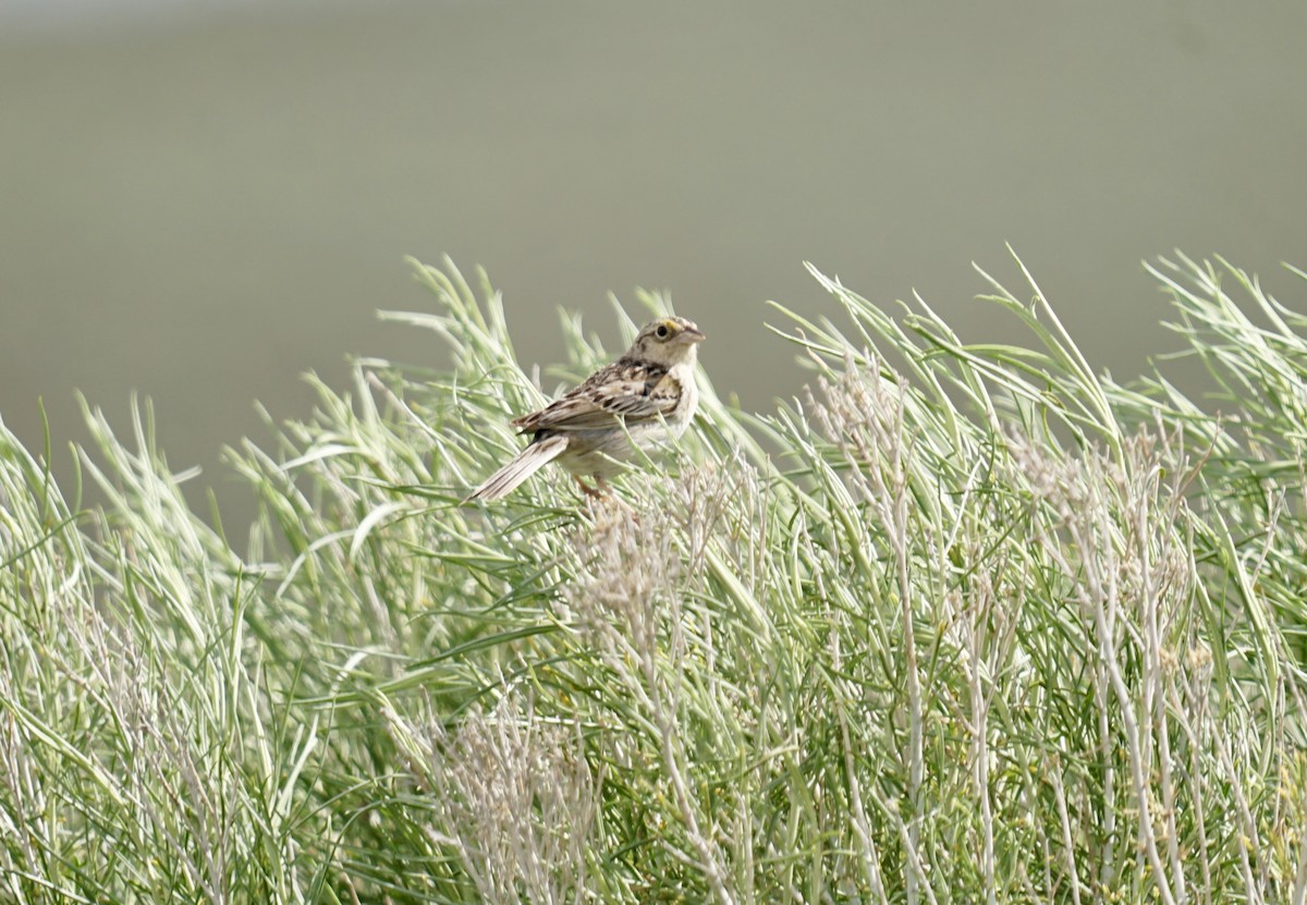 Grasshopper Sparrow - ML619603552