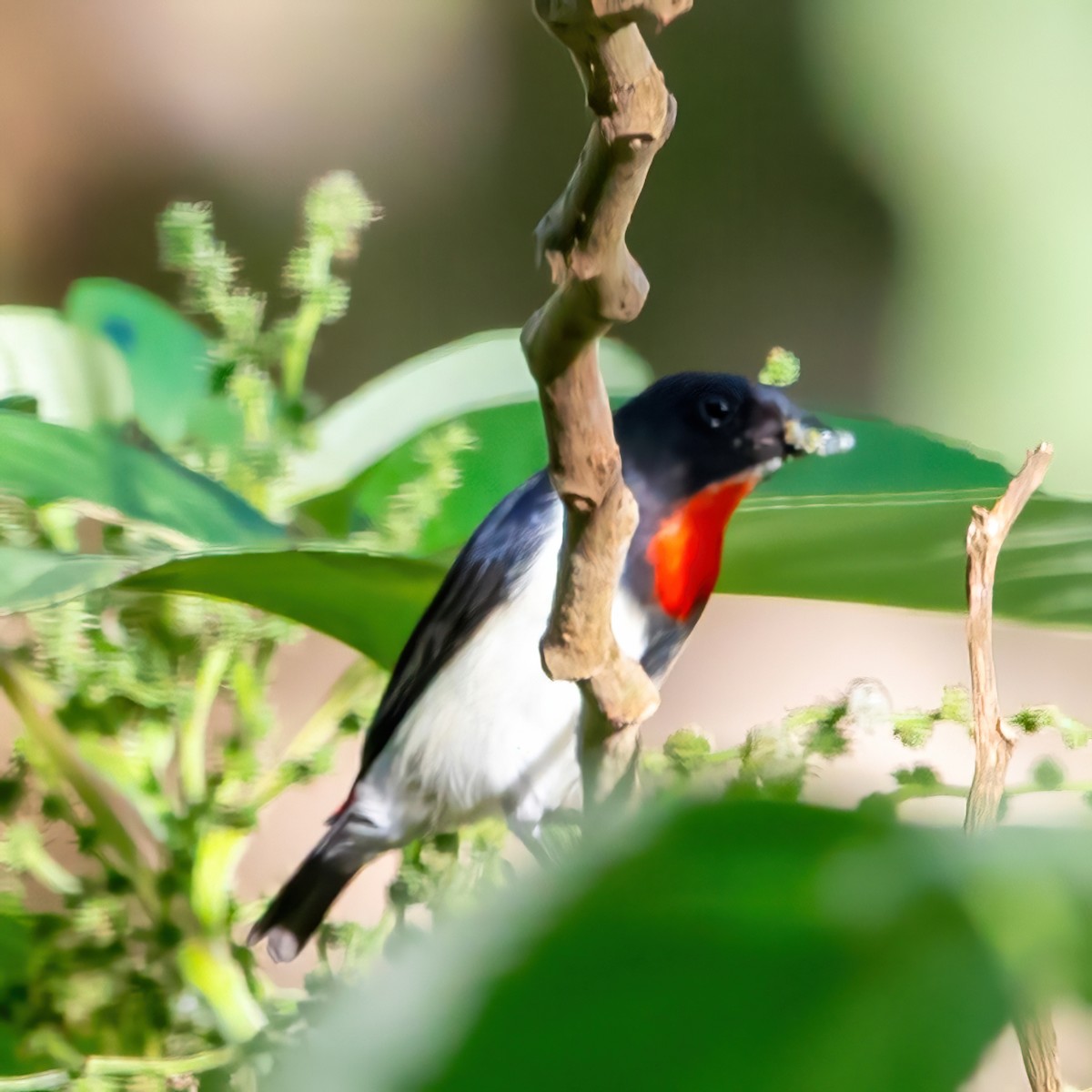 Red-chested Flowerpecker - ML619603559