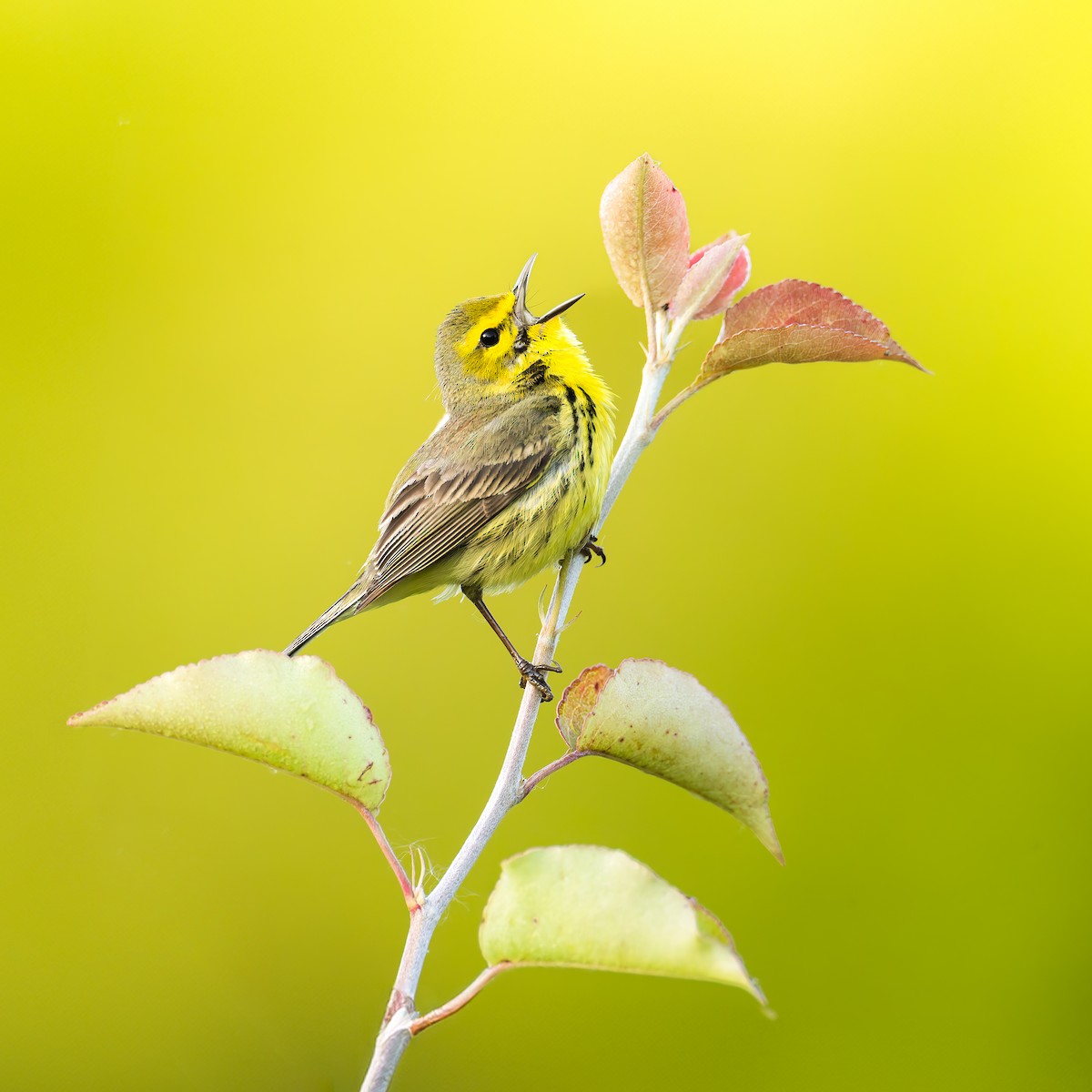 Prairie Warbler - Ryan Sanderson