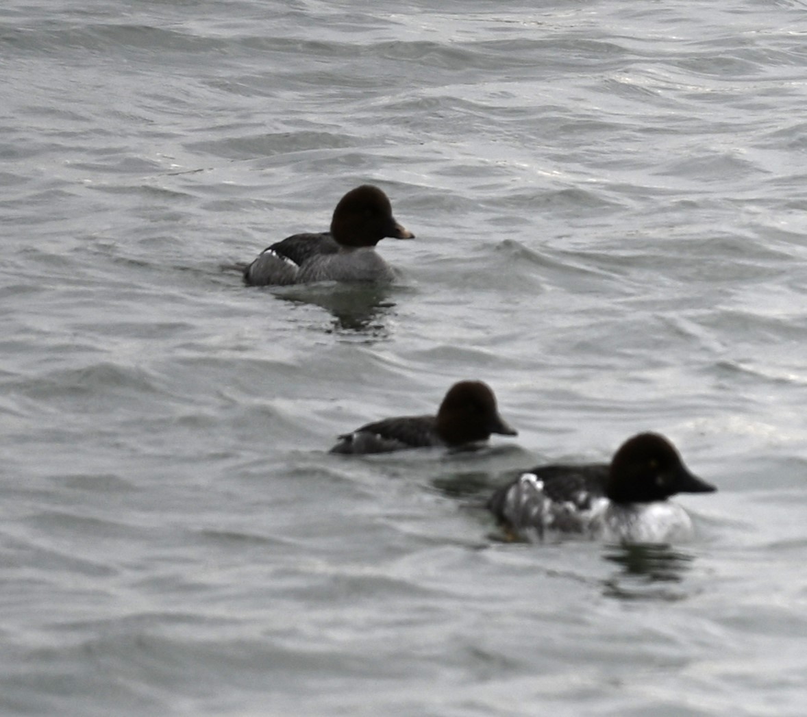 Common Goldeneye - ML619603592