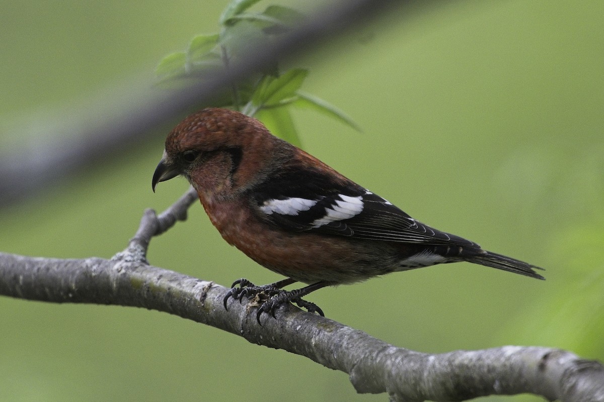 White-winged Crossbill - Max Schwenne