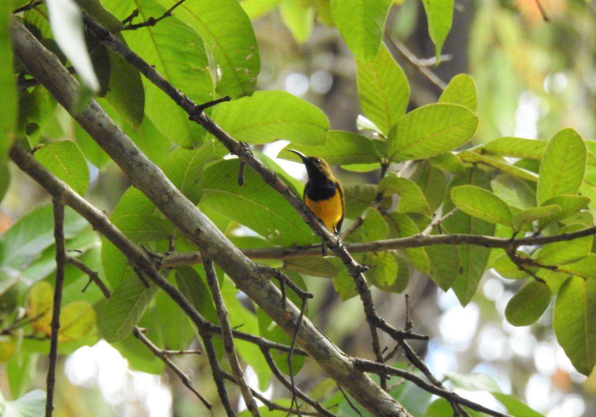 Sahul Sunbird - Monica Mesch