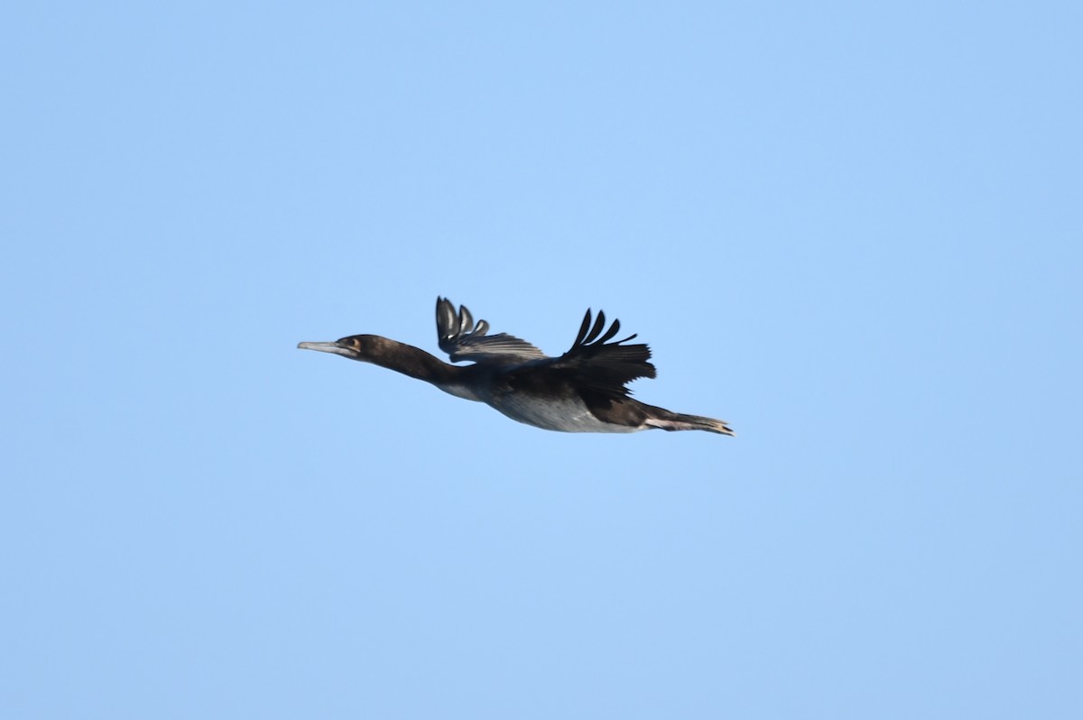 Guanay Cormorant - Miguel Arribas Tiemblo