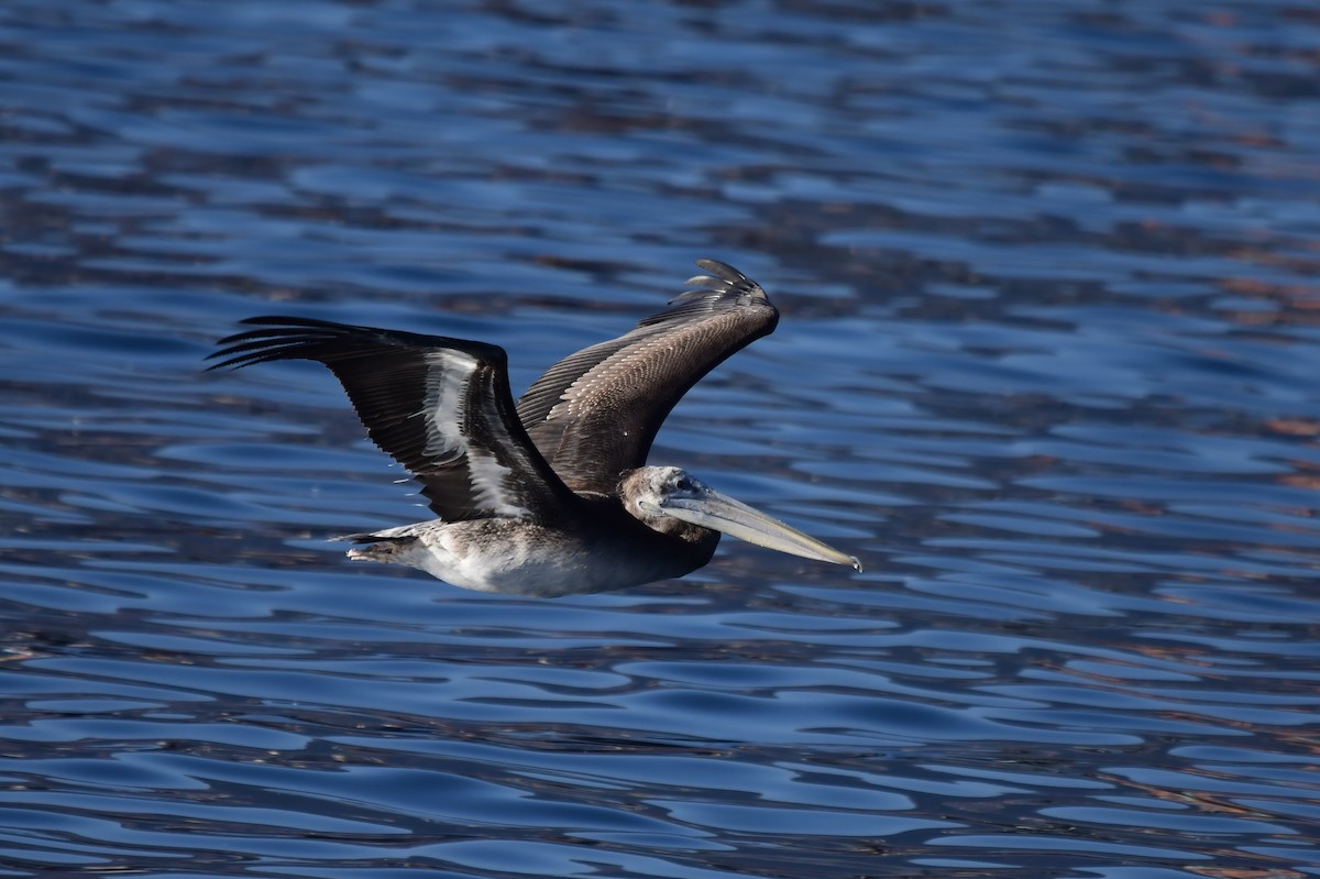 Peruvian Pelican - Miguel Arribas Tiemblo