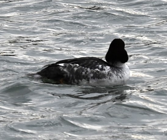 Common Goldeneye - ML619603611