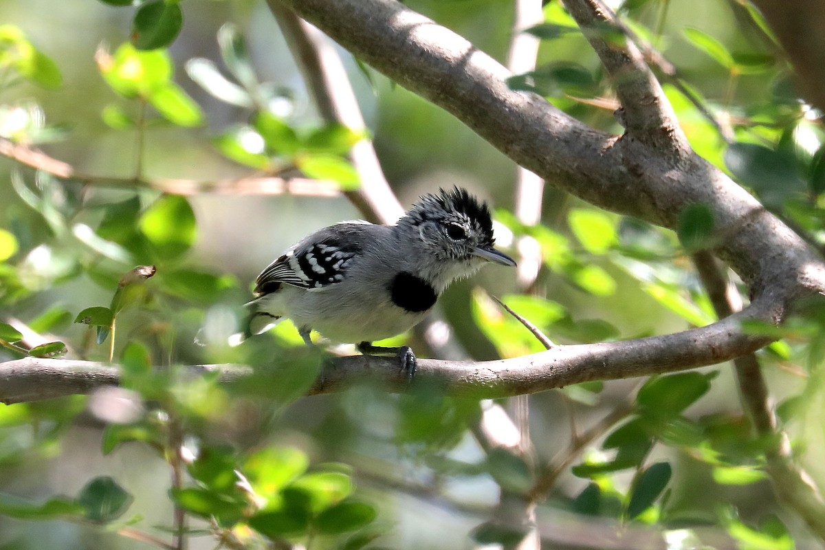 Pectoral Antwren - Stephen Gast