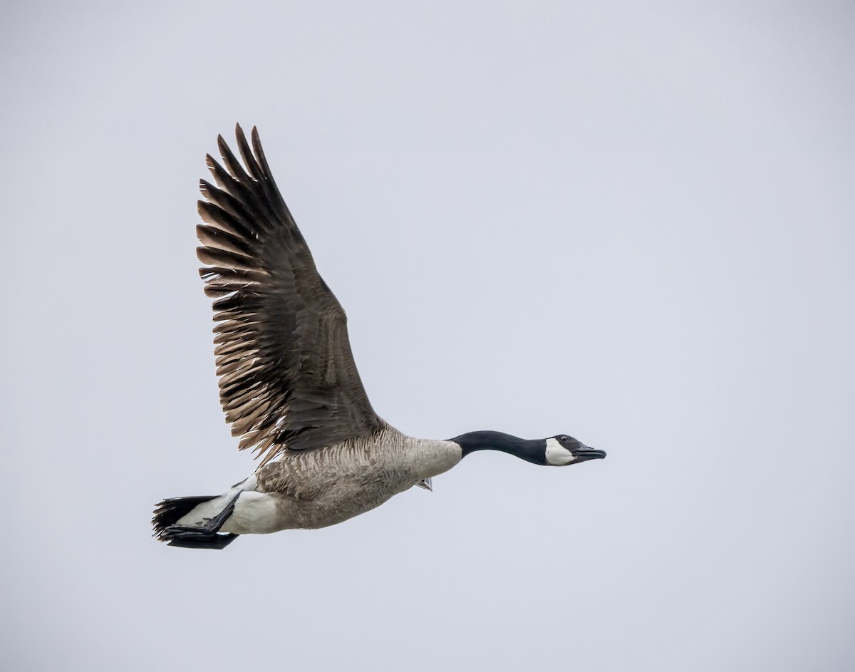 Canada Goose - Susan Newlin