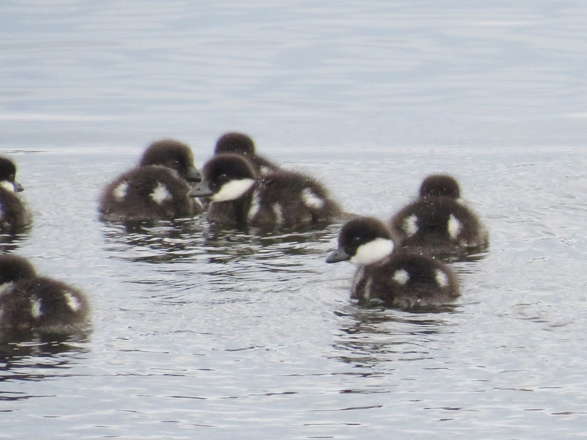 Common Goldeneye - Dennis Kuchar