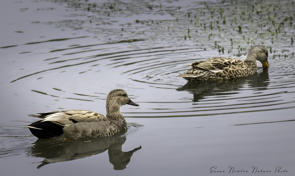 Gadwall - Susan Newlin