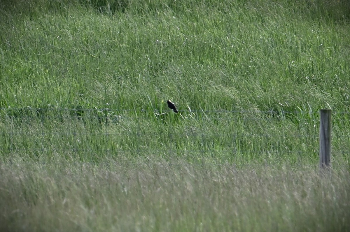 Bobolink - Wayne Wauligman