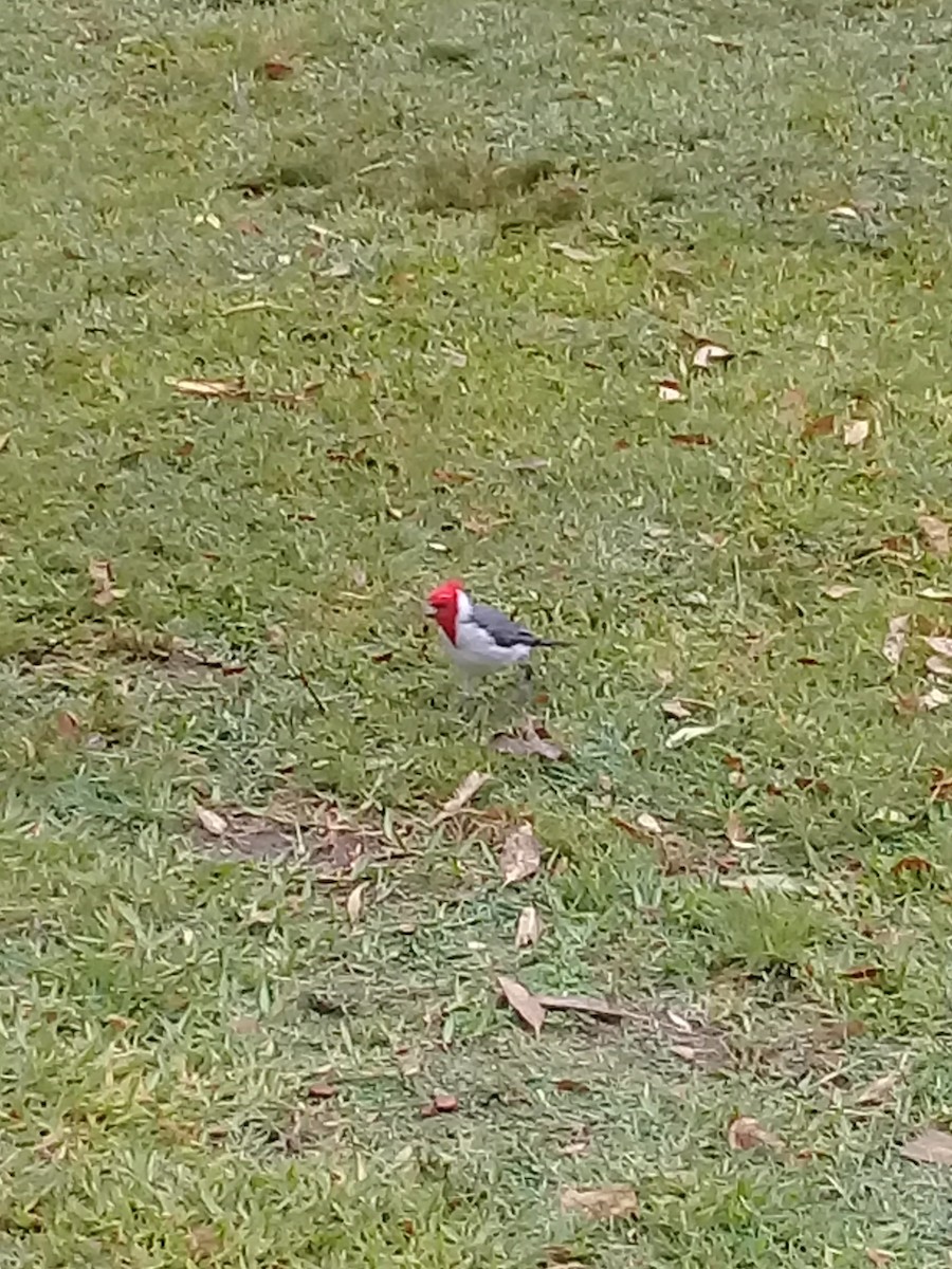 Red-crested Cardinal - Marilyn Castillo Muñoz (Kingfisher Birdwatching Nuevo León)