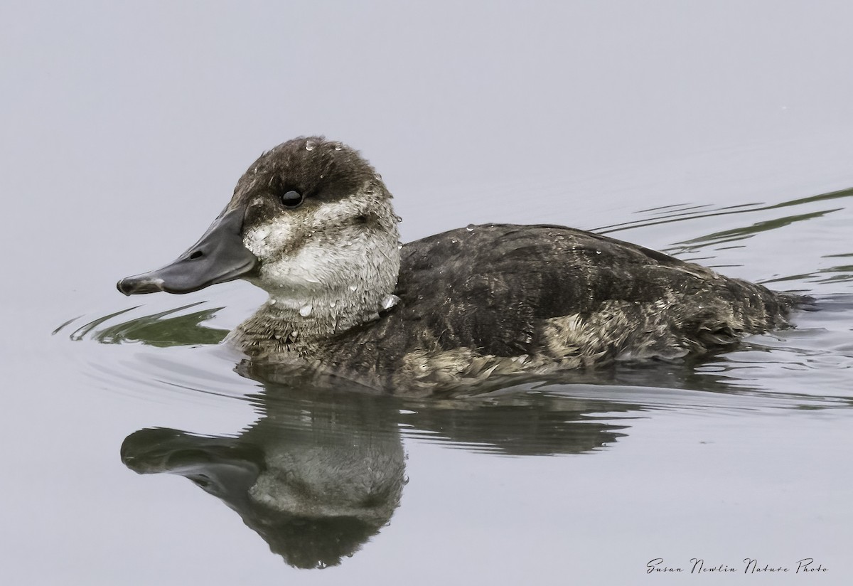 Ruddy Duck - Susan Newlin