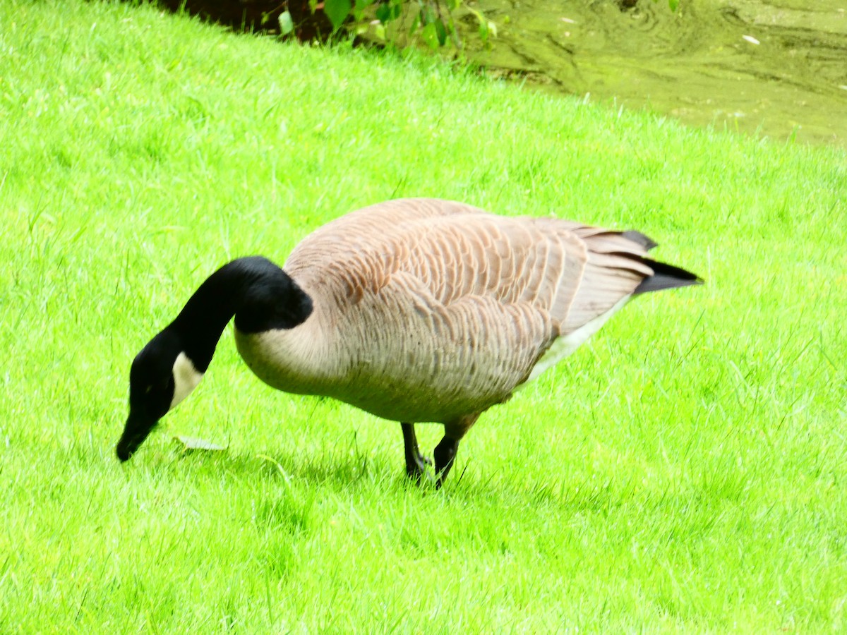 Canada Goose - Aldrin Leung