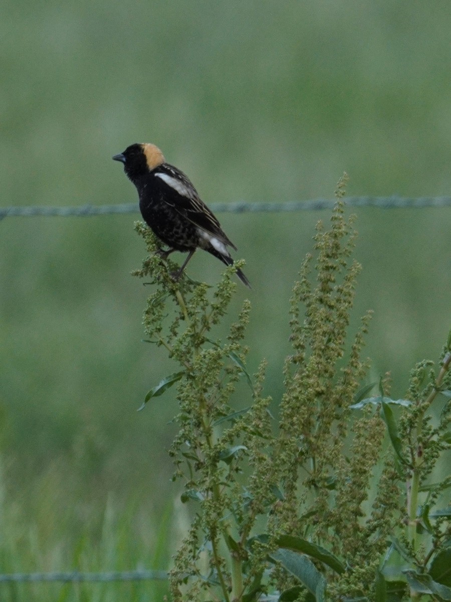 Bobolink - Kristy Dhaliwal