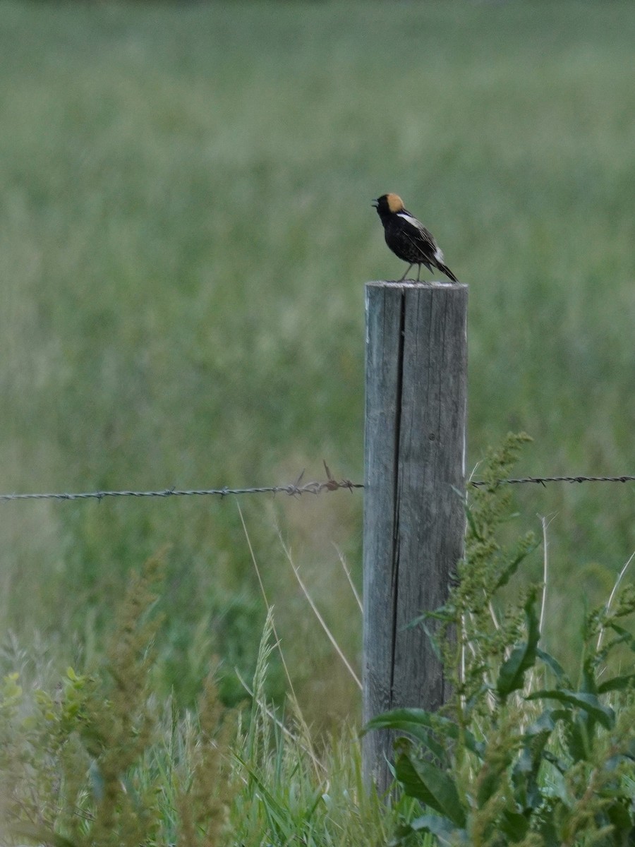 Bobolink - Kristy Dhaliwal