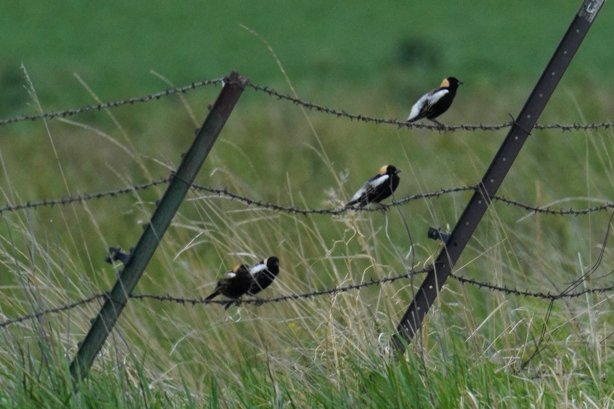 Bobolink - Kristy Dhaliwal