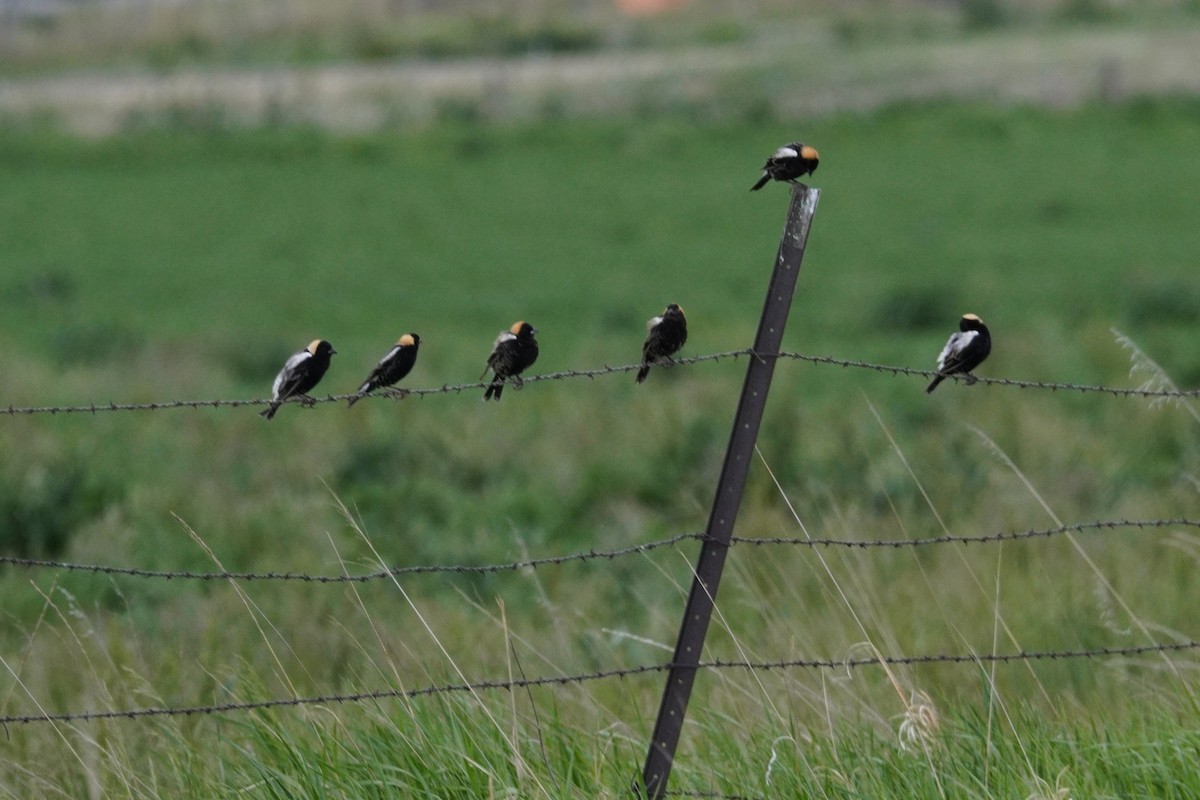 Bobolink - Kristy Dhaliwal