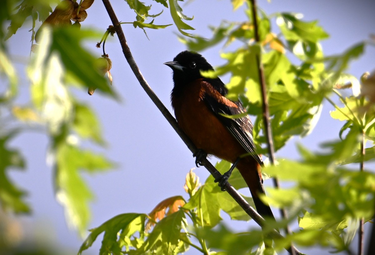 Orchard Oriole - Wayne Wauligman