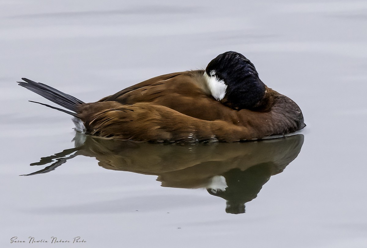 Ruddy Duck - Susan Newlin