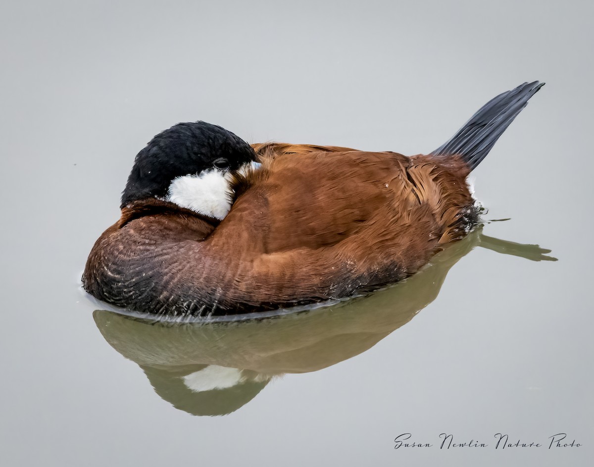 Ruddy Duck - Susan Newlin