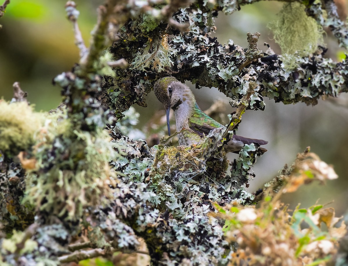 Anna's Hummingbird - Gordon Hart