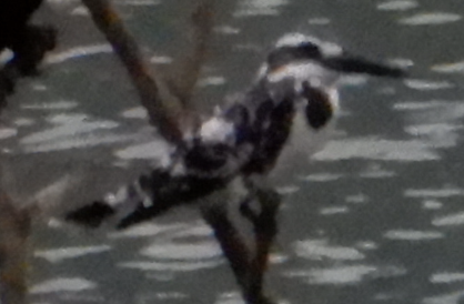 Pied Kingfisher - Anagh Sarda