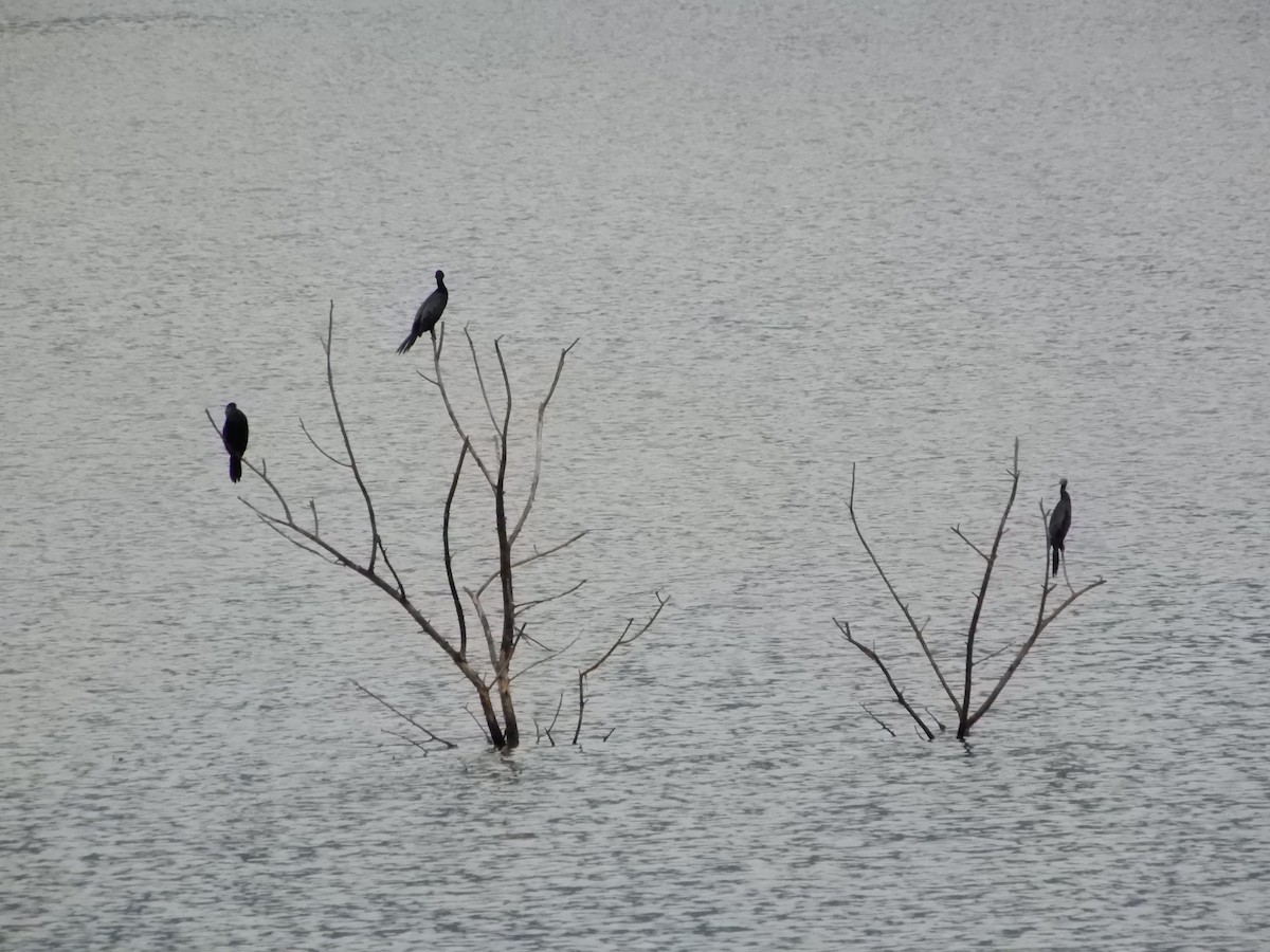 Little Cormorant - Anagh Sarda