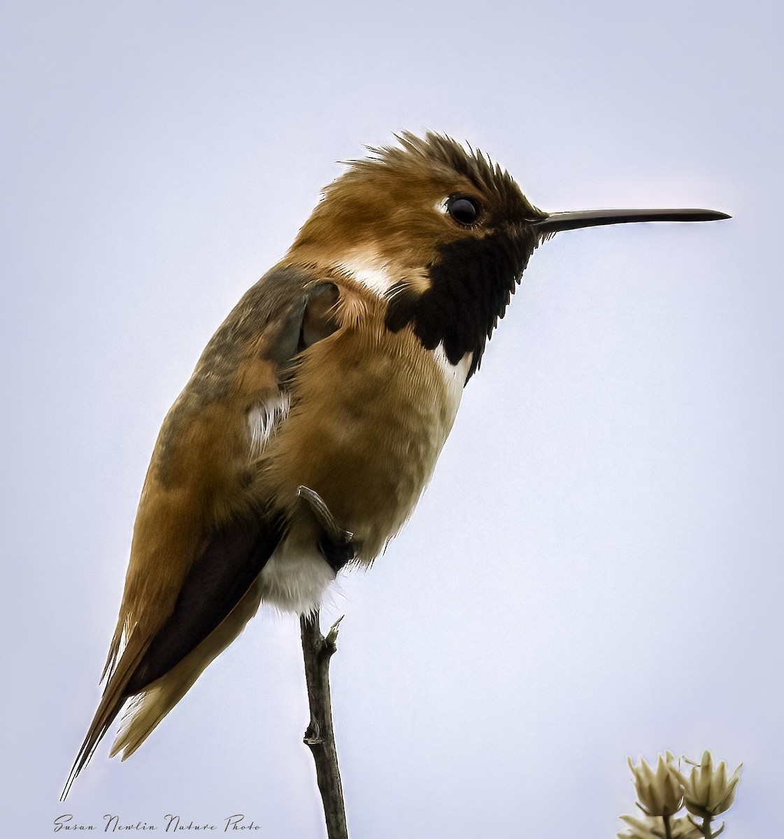 Rufous Hummingbird - Susan Newlin