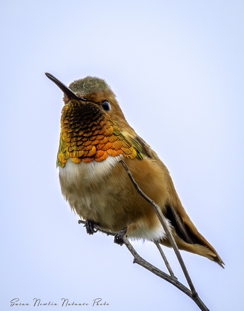 Rufous Hummingbird - Susan Newlin