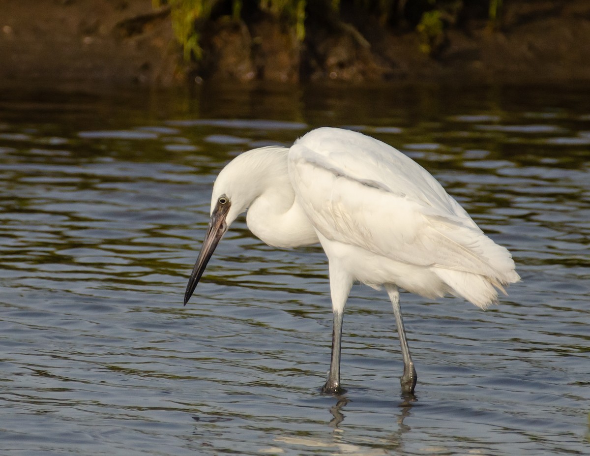 Reddish Egret - Andrea Salas