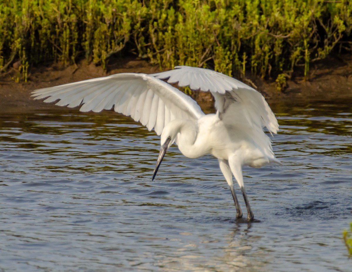 Reddish Egret - Andrea Salas